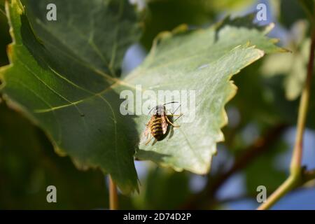 wasp prendre un repos Banque D'Images