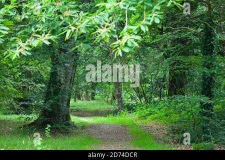 Alte Buche im Wald Cotentin Halbinsel Normandie. Banque D'Images