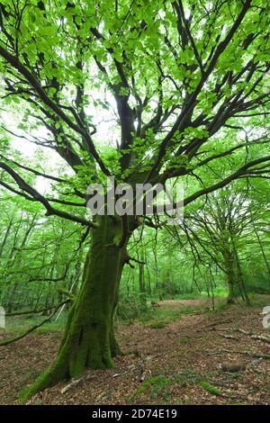 Alte Buche im Wald Cotentin Halbinsel Normandie. Banque D'Images