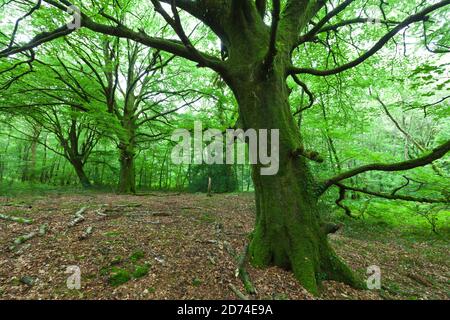 Alte Buche im Wald Cotentin Halbinsel Normandie. Banque D'Images