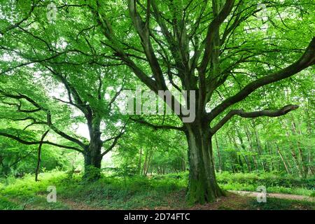 Alte Buche im Wald, Cotentin Halbinsel Normandie. Banque D'Images