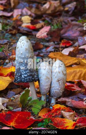 La manne de Shaggy est un champignon comestible commun que l'on trouve dans les prairies et les prairies en Europe et en Amérique du Nord. Il se décompose très rapidement après l'émergence. Banque D'Images