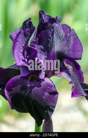 Grand iris barbu Interpol fleur d'iris foncé Banque D'Images