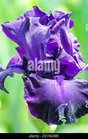 Iris barbu Slovaque saphir bleu foncé Iris couleur de la fleur, portrait Banque D'Images