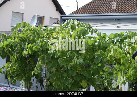 Vigne poussant dans l'Eifel Banque D'Images