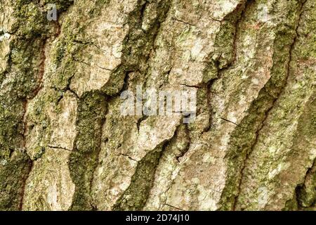 Gros plan de l'écorce rugueuse d'un arbre tombé dans Bois de Norfolk England Banque D'Images