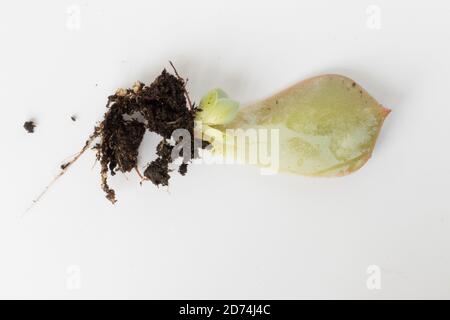 Petites racines de la base de la feuille de plante succulente. Mini succulent avec racine sur la feuille. Propager les succs à partir des feuilles à l'origine. Prêt pour un planté Banque D'Images