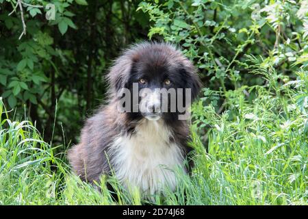 collie à bordure blanche noire, assise dans un champ vert Banque D'Images
