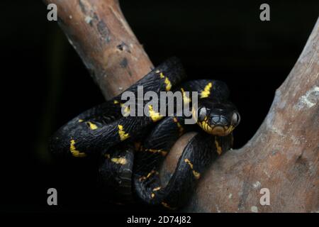 Serpent de mangrove ou Boiga melanota reposant sur la branche. Banque D'Images