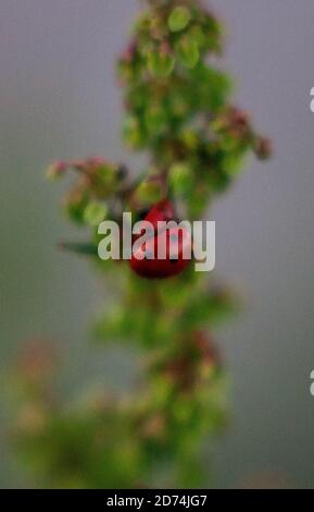 Macro de deux coccinelles se accouplant sur une plante au Canada. Banque D'Images