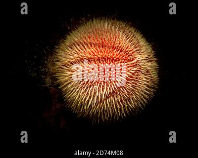 Un gros plan d'un oursin européen comestible ou d'un oursin commun, Echinus esculentus. Il s'agit d'une espèce d'invertébrés marins de la famille des Echinidae. Photo des îles météo, Suède Banque D'Images