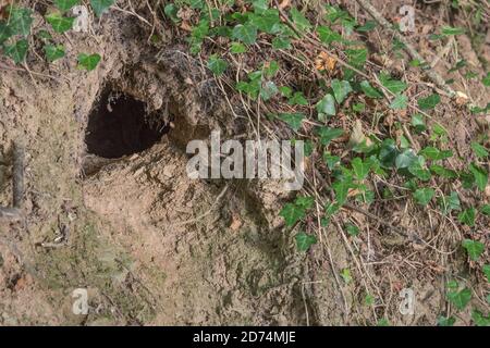 Trou de lapin à Cornish hedgeriw. Métaphore vers le bas du trou de lapin, théories du complot, terriers d'animaux, entrant dans l'inconnu, course de lapin, refuge sûr. Banque D'Images