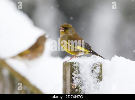 Greenfinch, Carduelis chloris, en hiver.Pays de Galles du milieu Royaume-Uni Banque D'Images