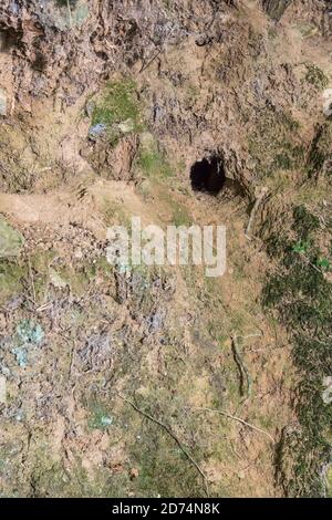 Trou de lapin à Cornish hedgeriw. Métaphore vers le bas du trou de lapin, théories du complot, terriers d'animaux, entrant dans l'inconnu, course de lapin, refuge sûr. Banque D'Images