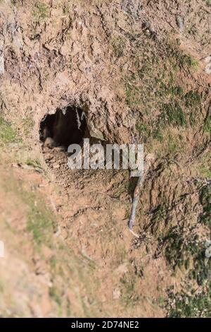 Trou de lapin à Cornish hedgeriw. Métaphore vers le bas du trou de lapin, théories du complot, terriers d'animaux, entrant dans l'inconnu, course de lapin, refuge sûr. Banque D'Images