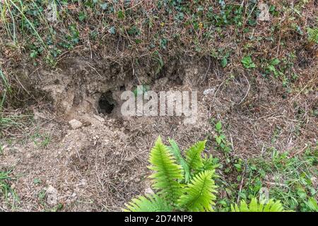 Trou de lapin à Cornish hedgeriw. Métaphore vers le bas du trou de lapin, théories du complot, terriers d'animaux, entrant dans l'inconnu, course de lapin, refuge sûr. Banque D'Images