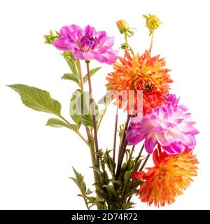Fleurs de dahlia orange et rose isolées sur fond blanc Banque D'Images
