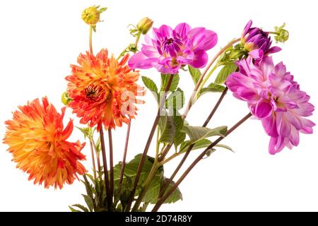 Fleurs de dahlia orange et rose isolées sur fond blanc Banque D'Images
