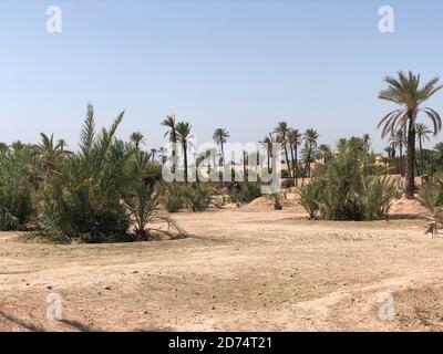 Palm grove dans le désert près de la ville de Marrakech Banque D'Images