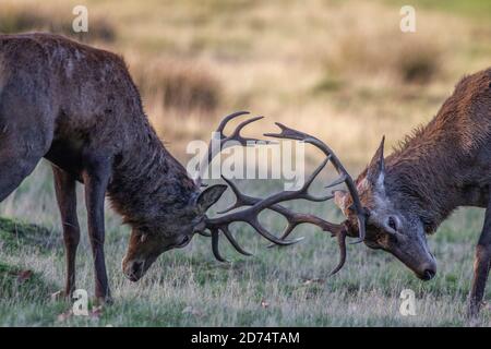 Saison de rutting à Richmond Park, sud-ouest de Londres, Angleterre, Royaume-Uni. 20 octobre 2020. « TWO'S A CROWD » - deux jeunes cerfs rouges mâles s'affrontent pendant la saison de rutting à Richmond Park, où se trouvent plus de 1,000 cerfs rouges et jachères en liberté pendant la rut. Crédit : Jeff Gilbert/Alamy Live News Banque D'Images