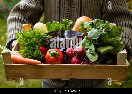 L'homme tient les légumes dans une boîte sur le fond du jardin. Carottes, laitue, basilic, potiron, courgettes, aubergines, poivrons et radis dans une boîte en bois. L'agriculteur a récolté des légumes. Récolte. Banque D'Images