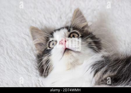 Portrait d'un chaton forestier norvégien à cheveux longs sur blanc couverture Banque D'Images