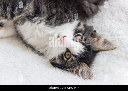 Portrait d'un chaton forestier norvégien à cheveux longs sur blanc couverture Banque D'Images