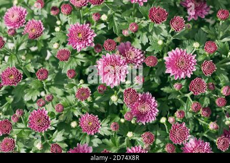 fleur de la petite fleur rose des asteraceae dans le jardin Banque D'Images