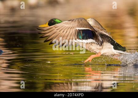 mallard drake en vol Banque D'Images