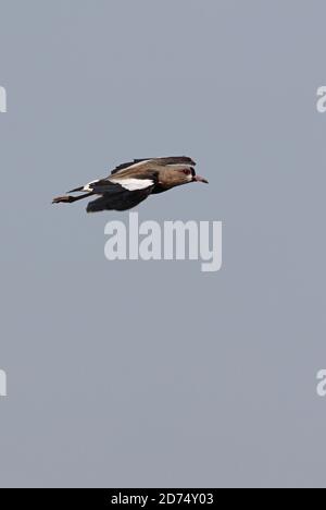 Laponge du sud (Vanellus chilensis) adulte en vol dans la province de Buenos Aires, Argentine Janvier Banque D'Images