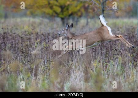 Cerf de Virginie (Odocoileus virginianus) courant à l'automne Banque D'Images