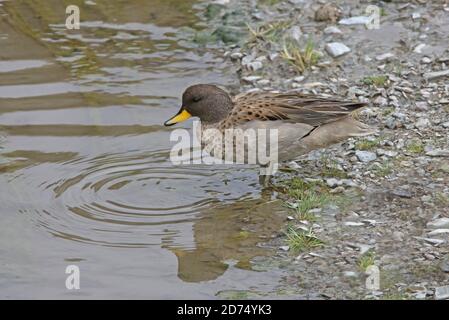 Sarcelle mouchetée (Anas flavirostris oxyptera) mâle au bord du ruisseau Puna Salta, Argentine Janvier Banque D'Images