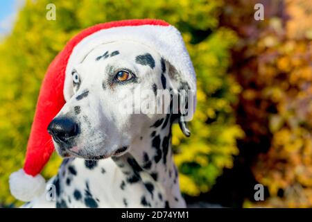 Chien dalmatien dans un chapeau de père Noël. Dalmate avec hétérochromie des yeux. Portrait extérieur d'un chien de race. Un chien de couleur marbrée. Joyeux Noël et Bonne Année. Espace pour le texte. Mise au point sélective. Concentrez-vous sur l'œil marron du chien. Banque D'Images