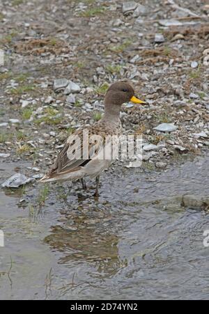 Sarcelle mouchetée (Anas flavirostris oxyptera) mâle au bord du ruisseau Puna Salta, Argentine Janvier Banque D'Images