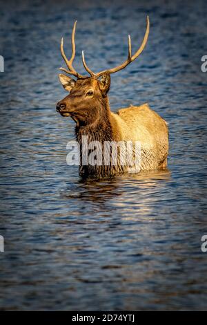 wapiti dans l'ornière au parc national des montagnes rocheuses Banque D'Images