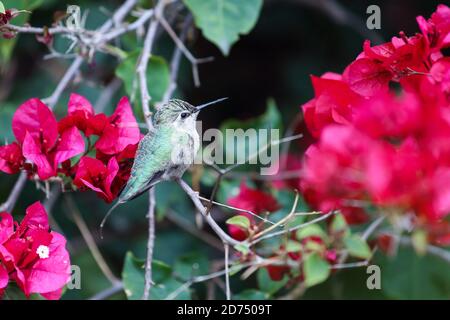 Un colibri reposant sur une branche de bougainvilliers magenta Banque D'Images