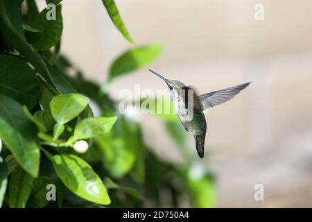 Un colibri planant pour recueillir le nectar des fleurs de pamplemousse arbre Banque D'Images