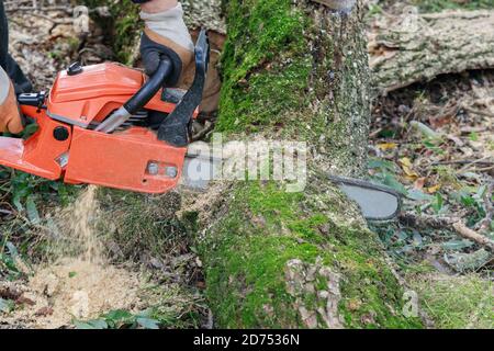 Abattage de l'arbre avec une grande tronçonneuse coupant dans le tronc de l'arbre flou de sciure et de coupures un arbre brisé déraciné, déchiré par le vent lors d'une violente tempête Banque D'Images