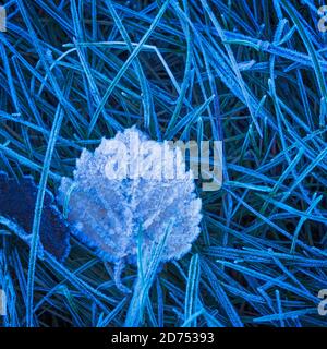 Fond de feuille gelé avec cristaux de glace, fond bleu foncé Banque D'Images