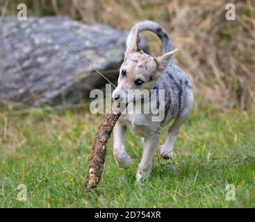Petit Border Collie Blue Merle chiot dans diverses situations Banque D'Images