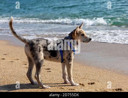 Petit Border Collie Blue Merle chiot dans diverses situations Banque D'Images