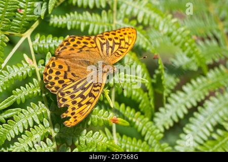 Papillon fritillaire lavé à l'argent (Argynnis paphia), homme, Cabilla Woods, Cornwall, Angleterre, Royaume-Uni. Banque D'Images