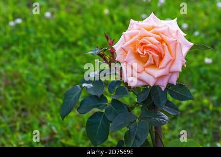 Grand rosebud de couleur thé sur une matinée ensoleillée d'été contre une pelouse verte. Banque D'Images