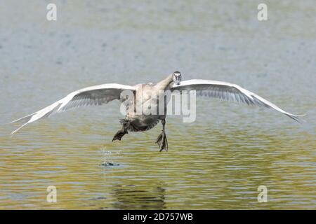 Muet cygnet cygnet ou jeune volant, en vol, cygnus olor. Angleterre Royaume-Uni Banque D'Images