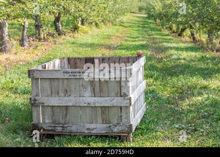 Caisse de pommes en bois aux vergers de Green Mountain à Putney, Vermont Banque D'Images