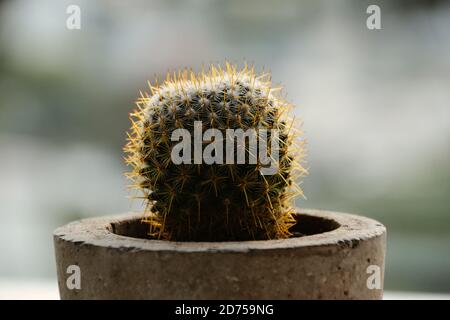 Petit cactus rond dans un pot de ciment Banque D'Images