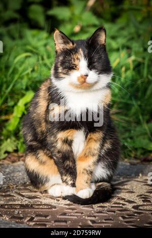 Tortoiseshell ferme chat assis au soleil Banque D'Images