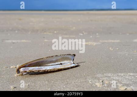 Plage d'Amrum : palourdes de l'Atlantique, Ensis directus, également connu sous le nom de palourdes de bambou, de palourdes américaines de couteau ou de palourdes de rasoir Banque D'Images