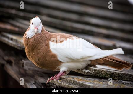 Ganselkröpfer, une race de pigeons pouters (cropper) en voie de disparition originaire d'Autriche Banque D'Images