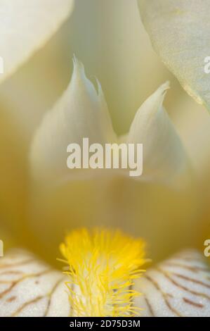 Fleur macro shot heureux fragment accent local Banque D'Images